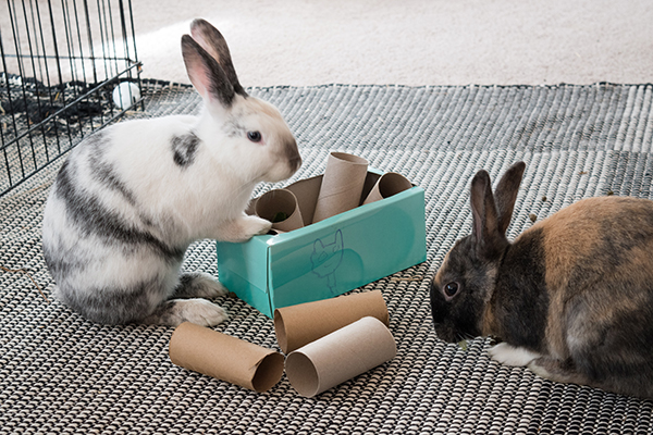 Two rabbits playing with toilet paper rolls