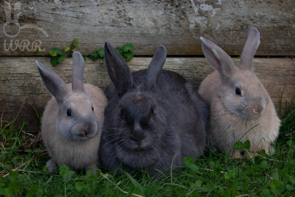mum rabbit with two baby rabbits