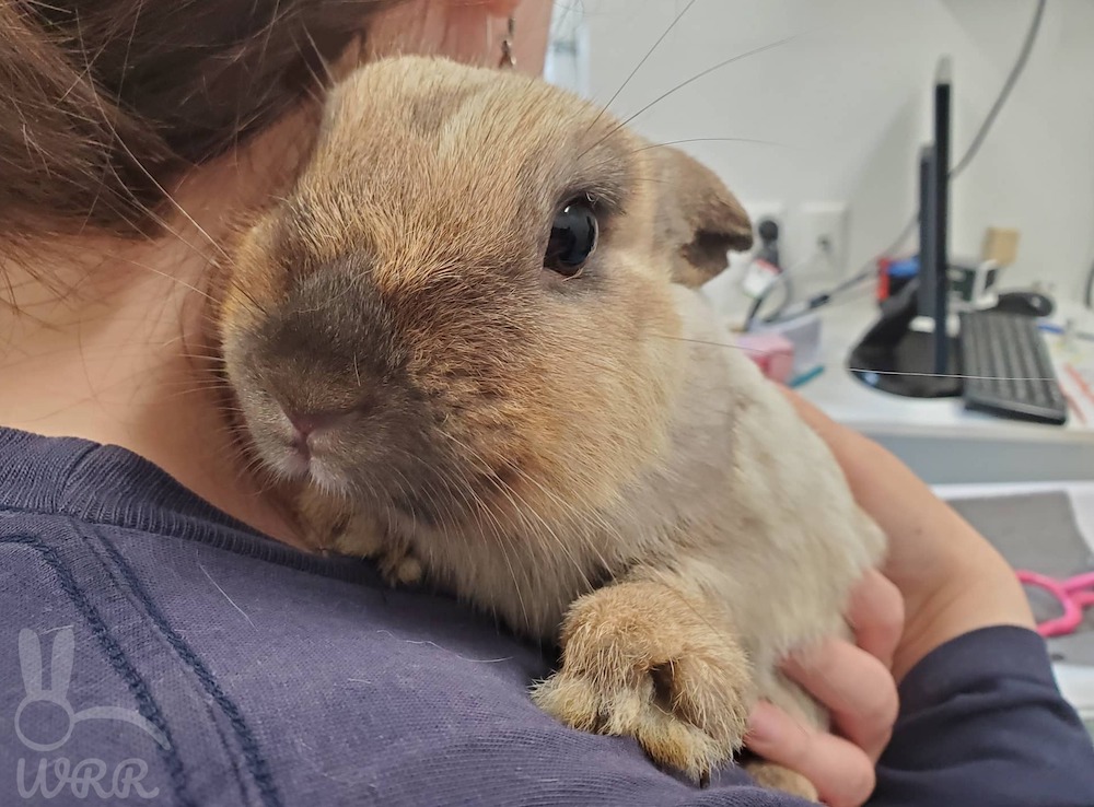 Lady holding a rabbit over her shoulder