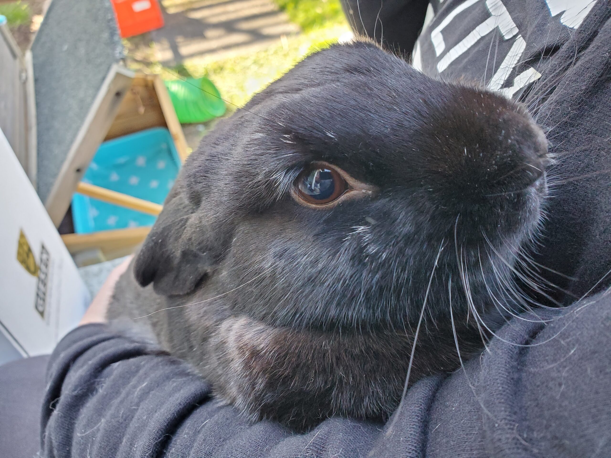 Rabbits needing homes Wellington Rabbit Rescue