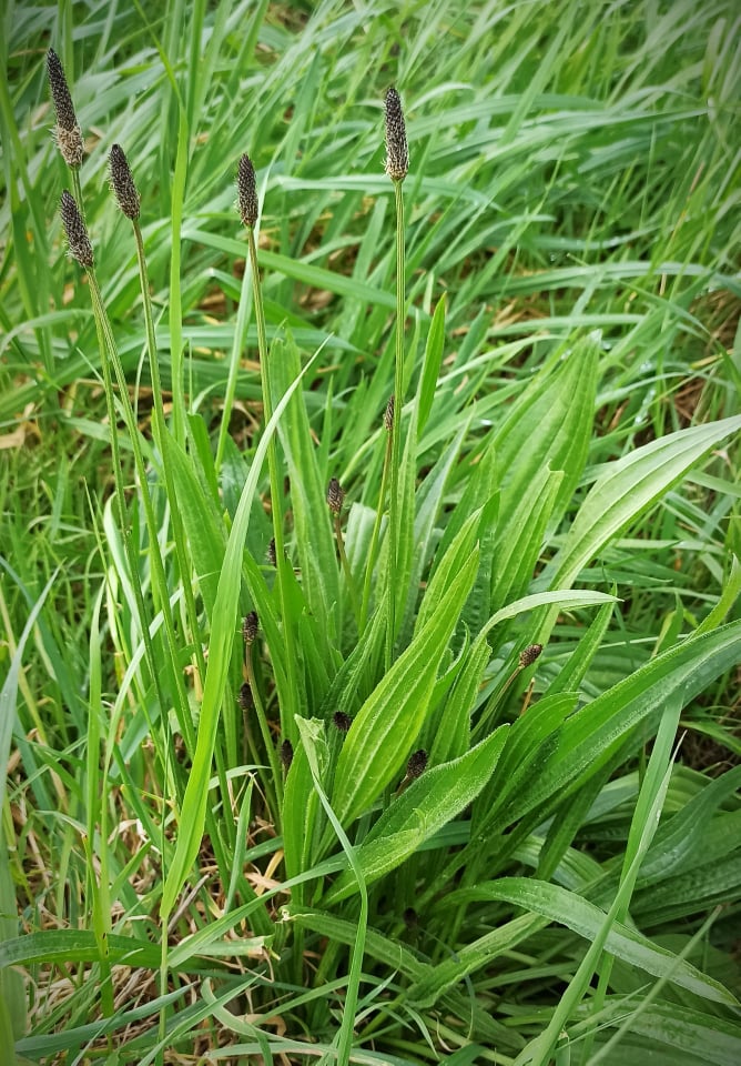 Weeds and Herbs Wellington Rabbit Rescue