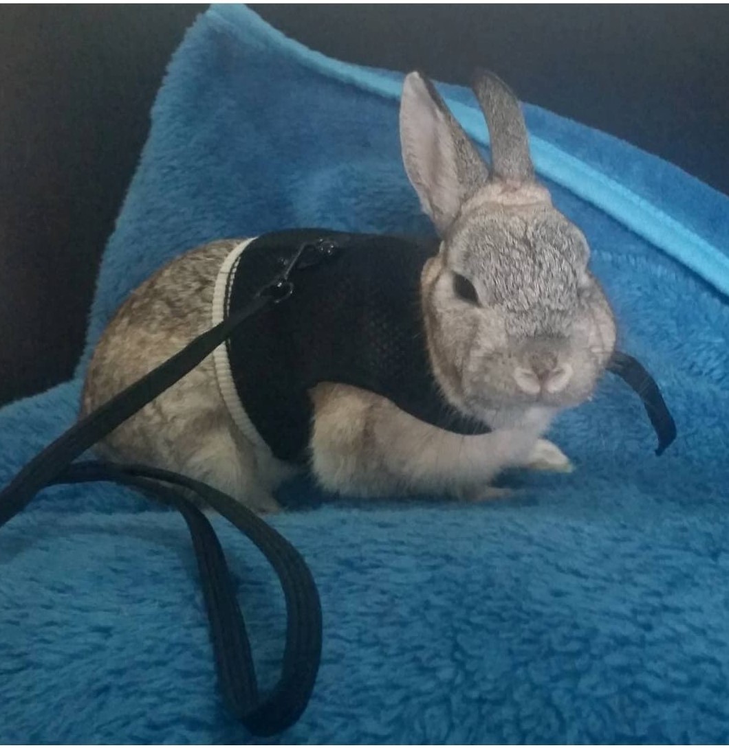 Rabbit harnesses Wellington Rabbit Rescue