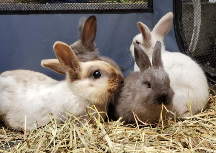 Looking after Rabbit Babies Wellington Rabbit Rescue